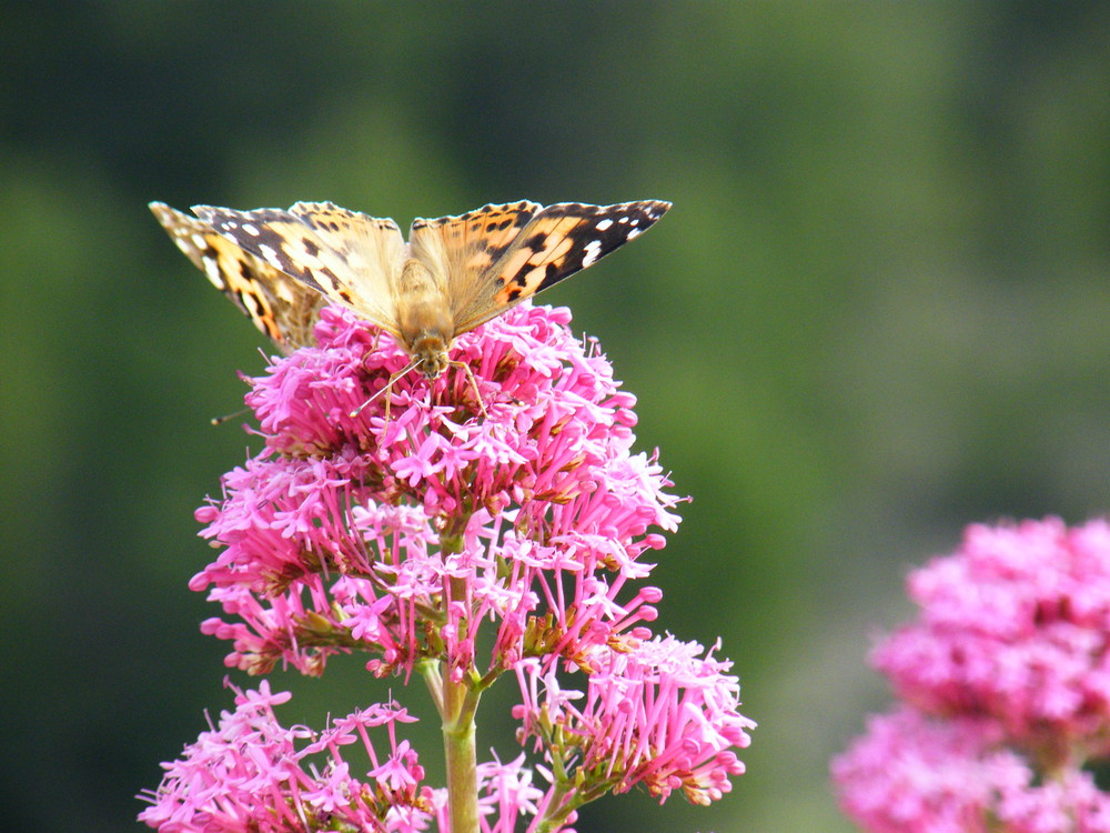 Papillon en plein repas