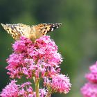 Papillon en plein repas