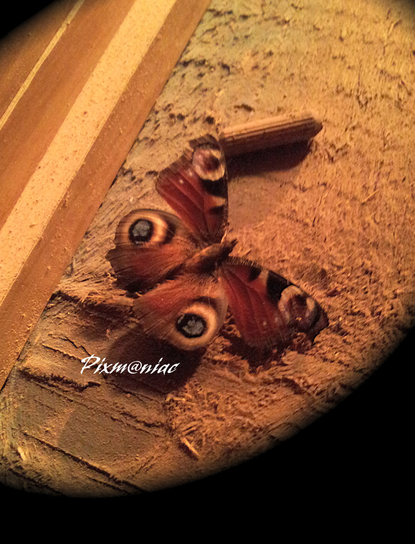 Papillon en scierie