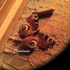 Papillon en scierie