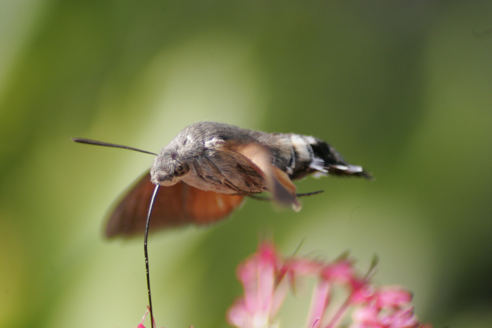 papillon en train de butiner