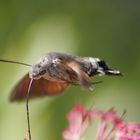 papillon en train de butiner