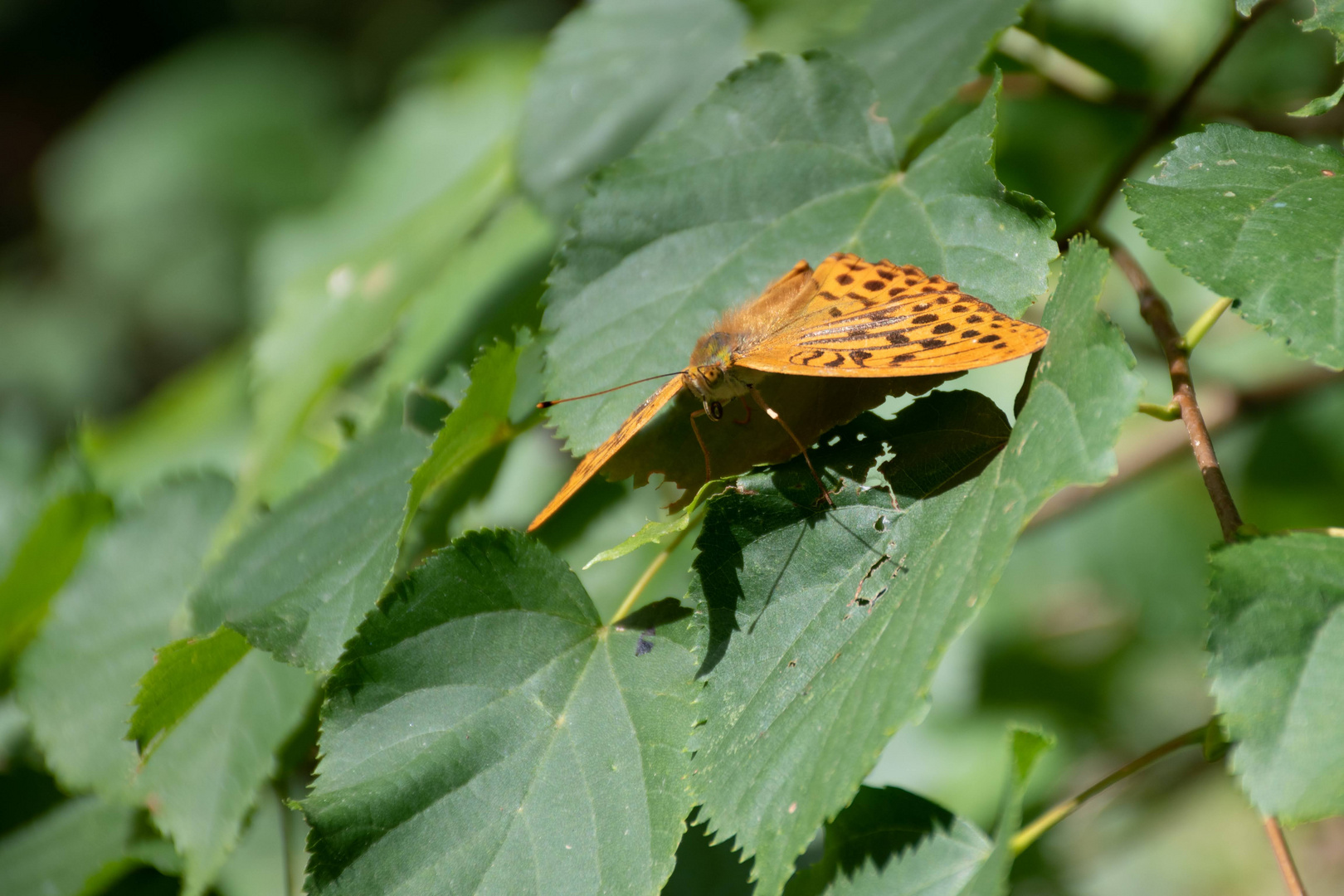 Papillon en trompe