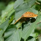 Papillon en trompe