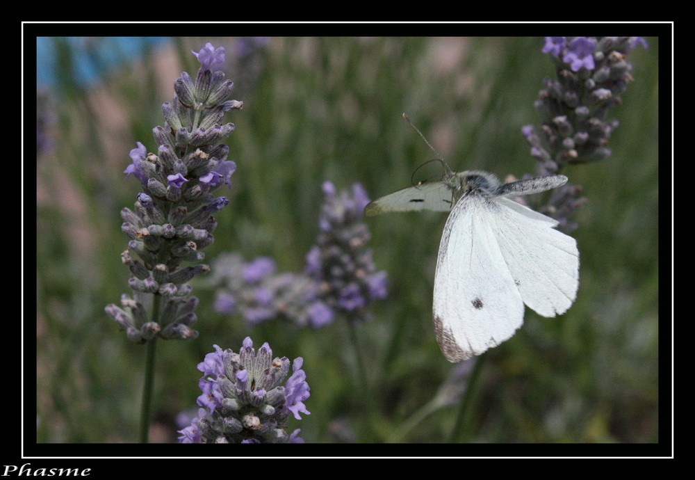 papillon en vole ...