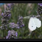 papillon en vole ...