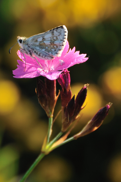 Papillon endormi