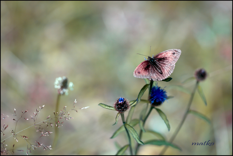 Papillon endormi