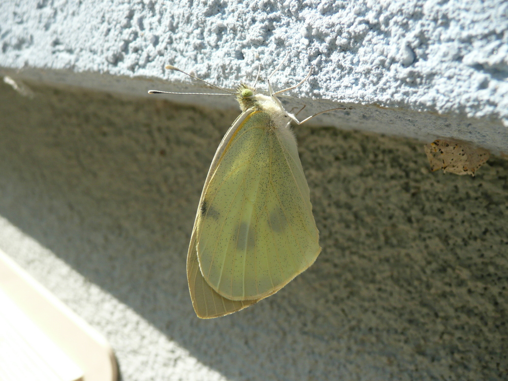 Papillon entrain de se secher