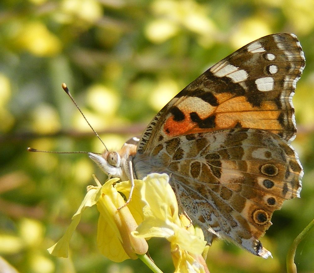 Papillon (espèce indéterminée)