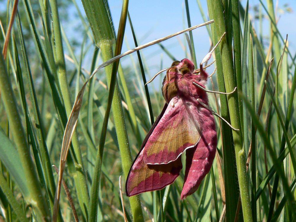 Papillon. Est ce un sphinx ?