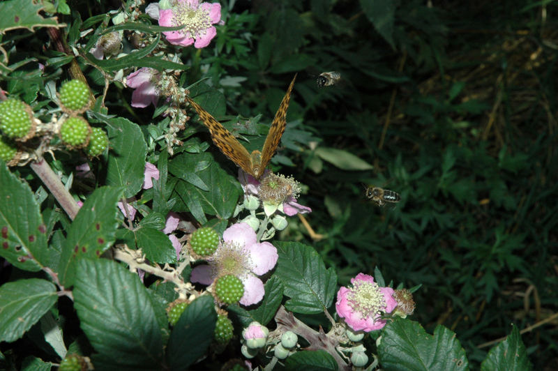 Papillon et abeille