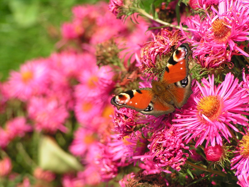 Papillon et aster