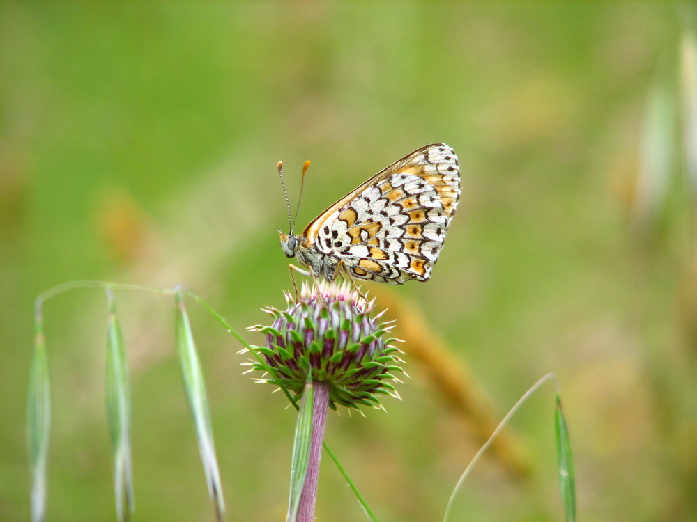 Papillon et chardon