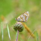 Papillon et chardon