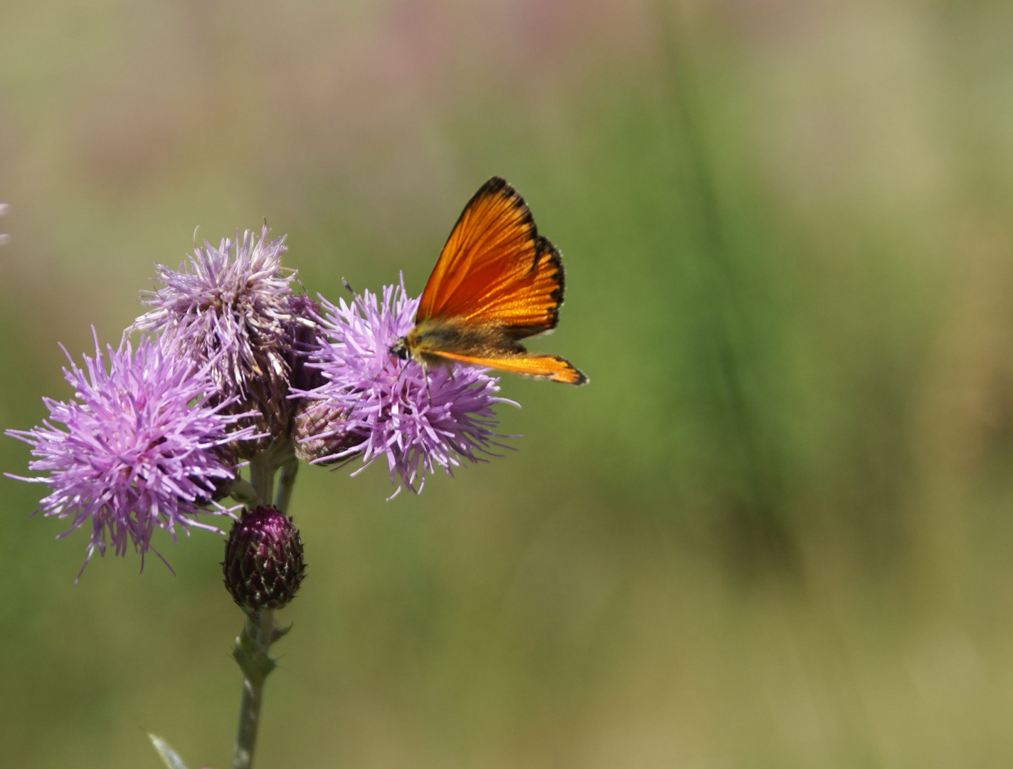 Papillon et chardon