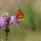 Papillon et chardon