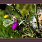 Papillon et fleur