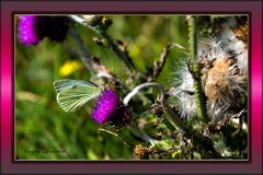 Papillon et fleur