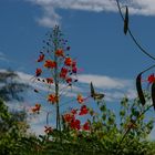 papillon et fleur