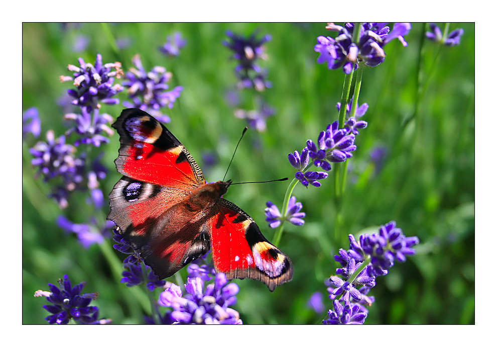 Papillon et lavande