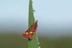 papillon et rosée !!!