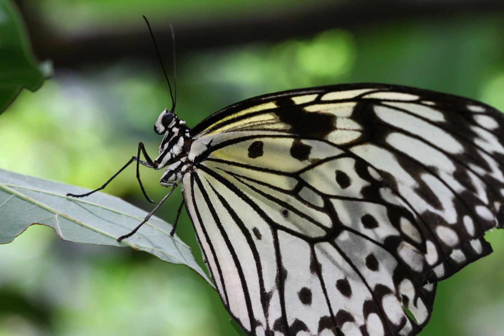 papillon exotique