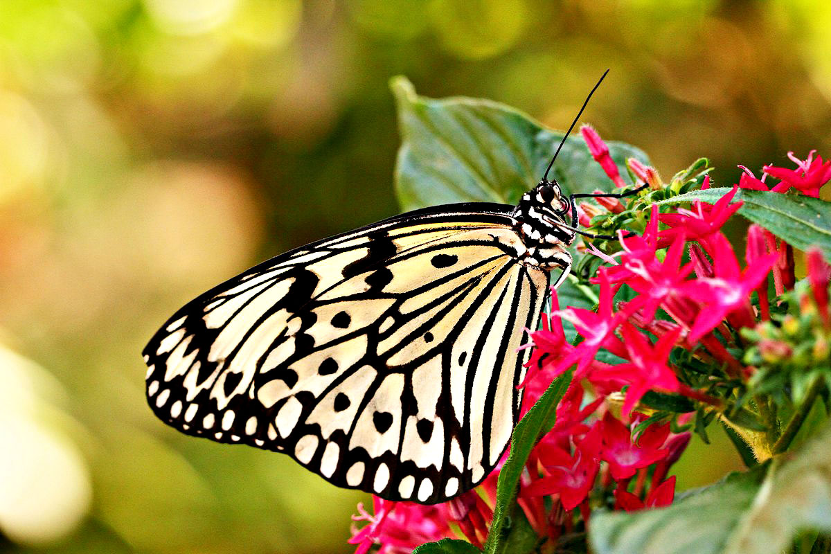 Papillon exotique