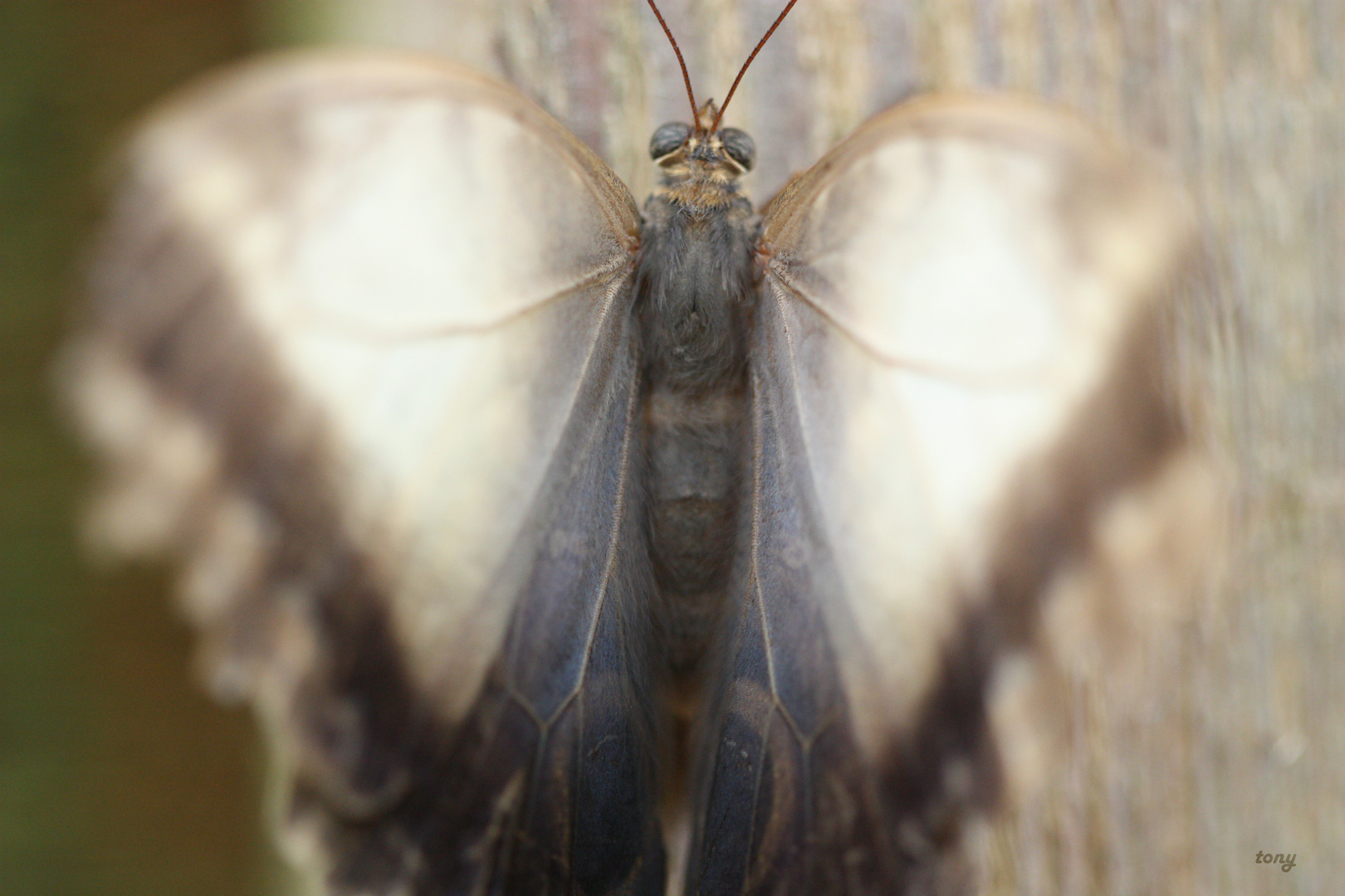 papillon exotique