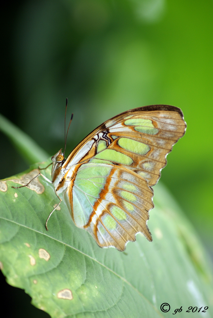 Papillon exotique