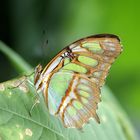 Papillon exotique