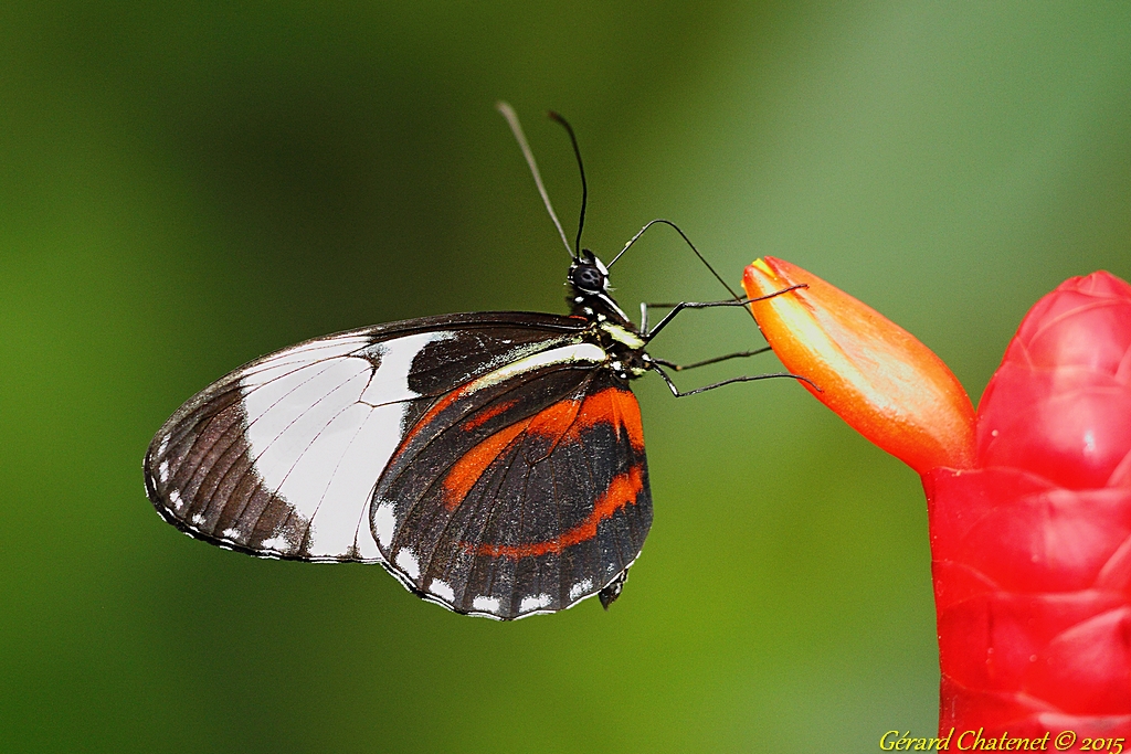 Papillon exotique