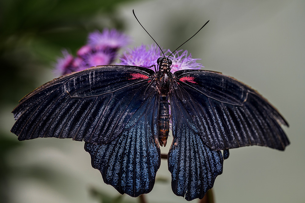 Papillon exotique : Grand Mormon - mâle (Asie du Sudest)