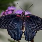 Papillon exotique : Grand Mormon - mâle (Asie du Sudest)