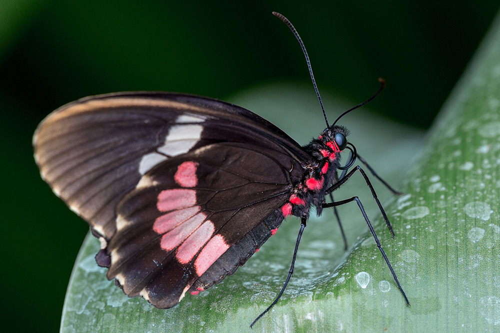 Papillon exotique : Voilier Iphidamas (Amérique centrale et du Sud)