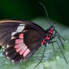 Papillon exotique : Voilier Iphidamas (Amérique centrale et du Sud)