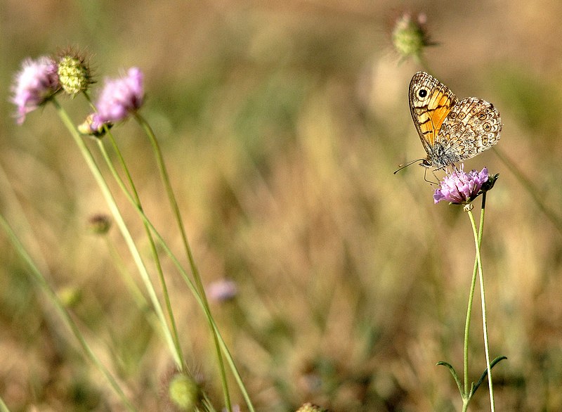 Papillon de coindubalai 