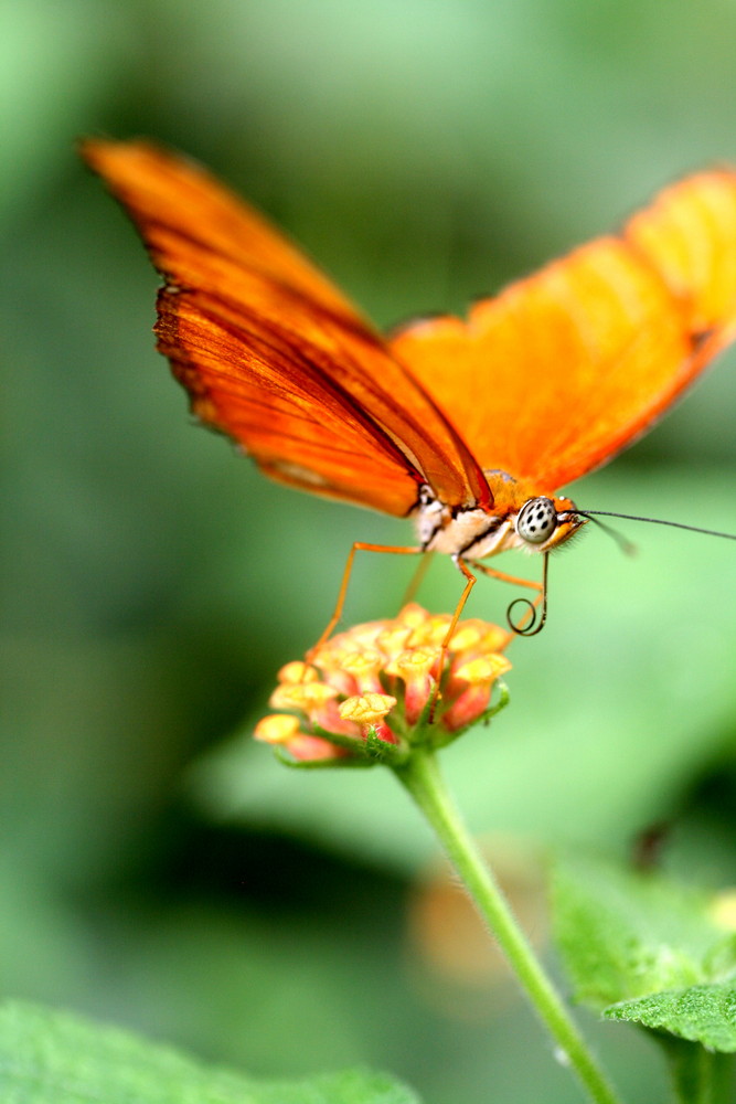 papillon