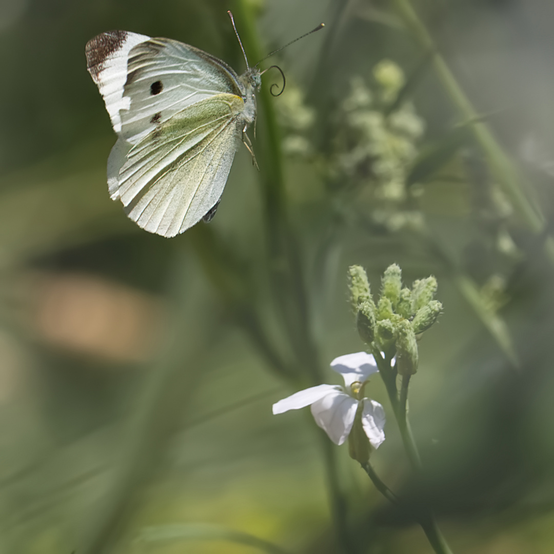 Papillon