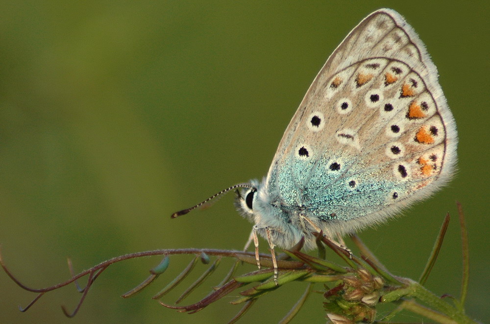 Papillon