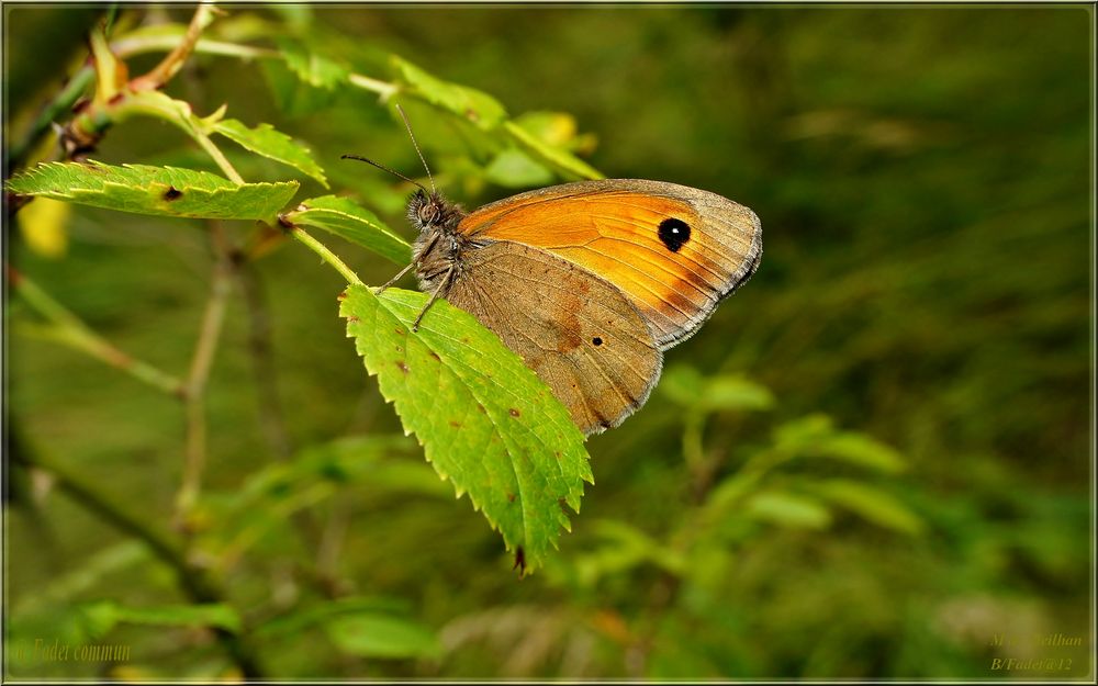 Papillon Fadet