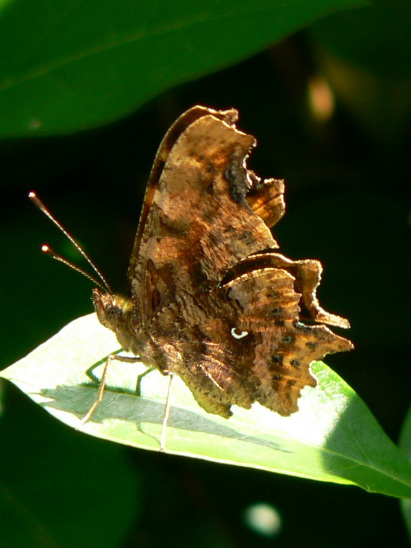 Papillon