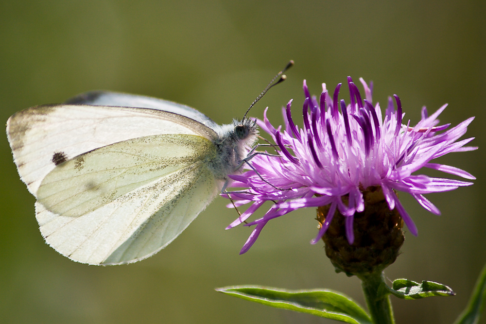 Papillon