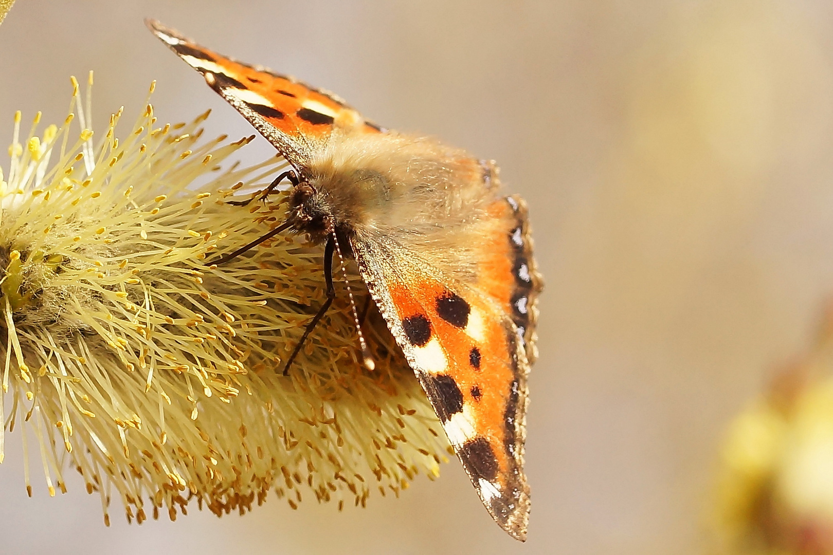 Papillon