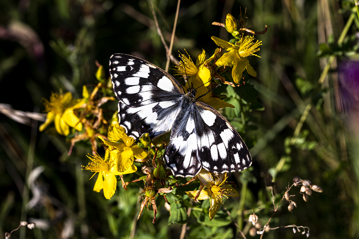 Papillon