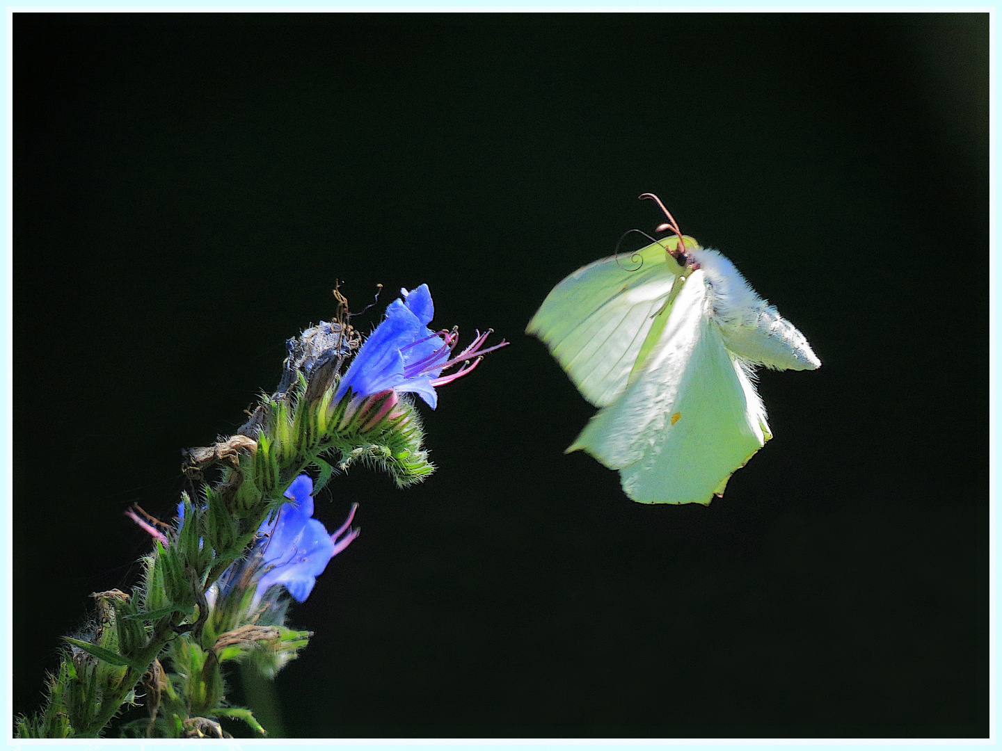 papillon feuille