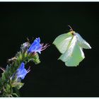 papillon feuille