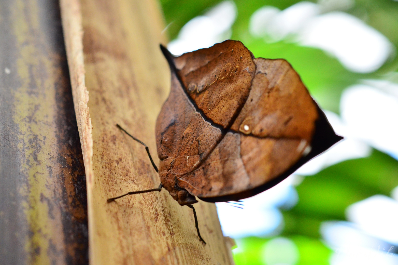 Papillon feuille fermé