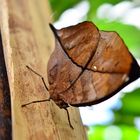 Papillon feuille fermé