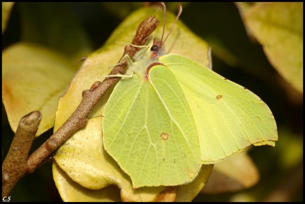 papillon  feuille  ou feuille papillon ?